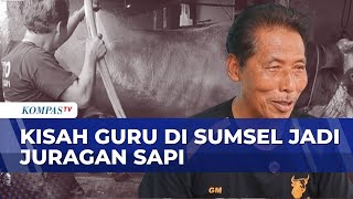 Inspiratif! Guru Matematika di Sumsel Jadi Juragan Peternak Sapi | BERITA UTAMA