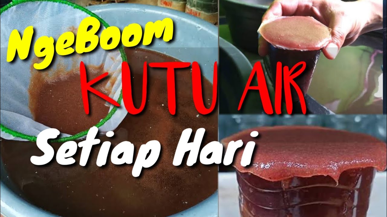 RAHASIA NGEBOOM KUTU AIR TIAP HARI SAMPE LUMEEER