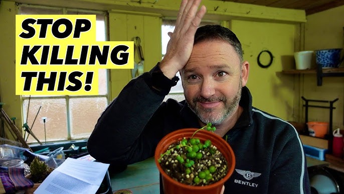 How to propagate String of Pearls succulent plant