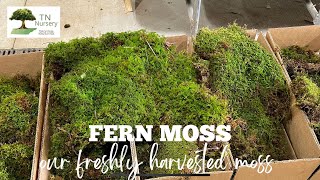 Carpet Moss - 5 Square Feet