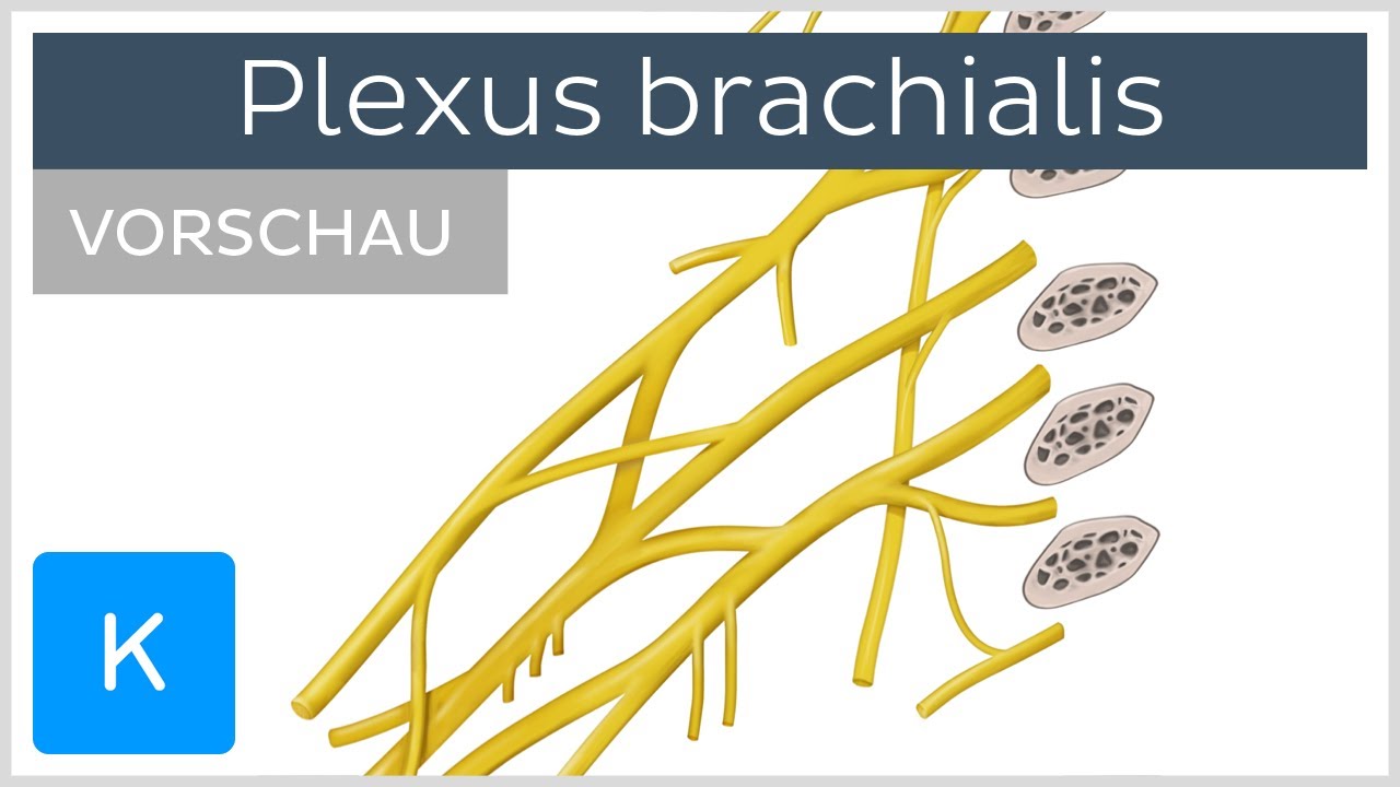 Brachial Plexus