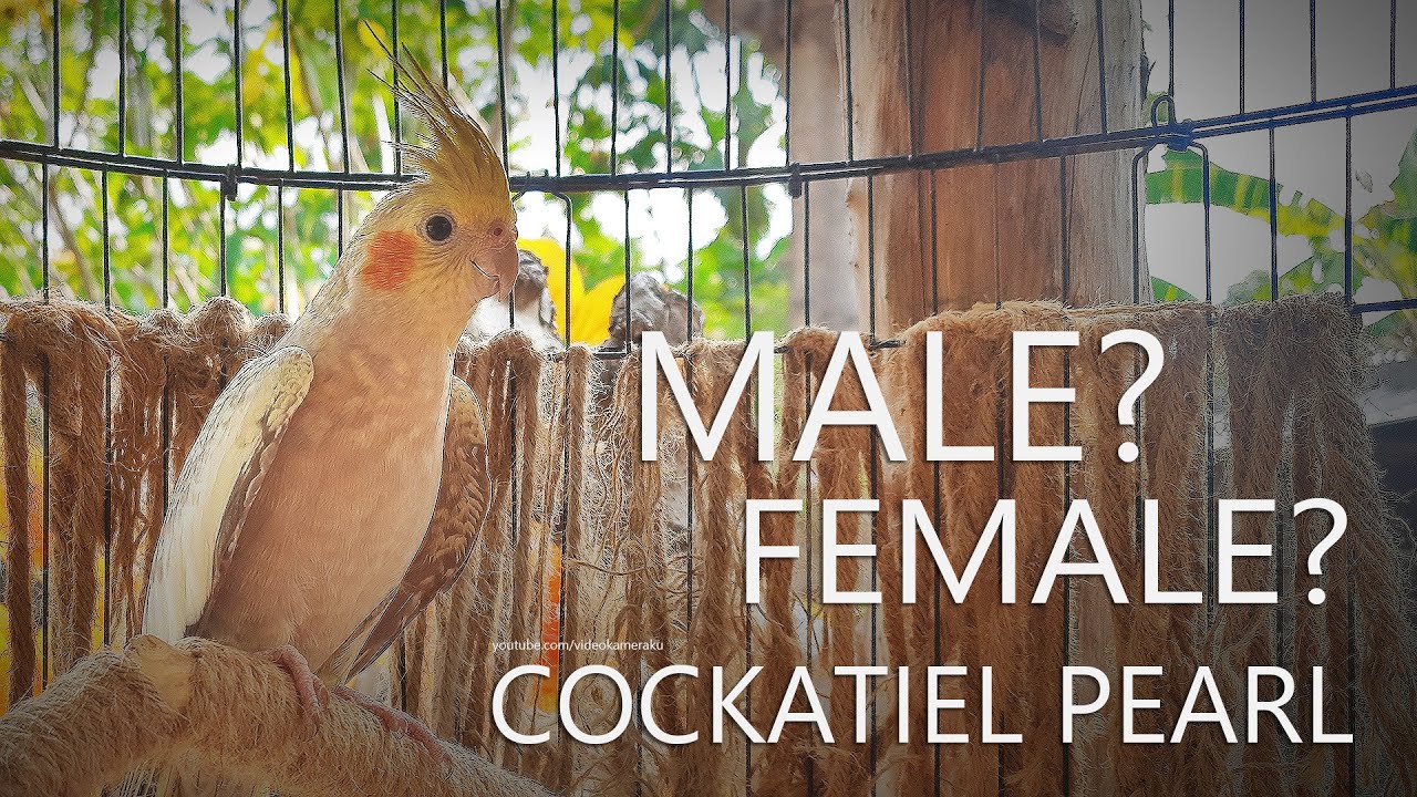 Cockatiel Pearl (Male or Female?) From Nono and His Female