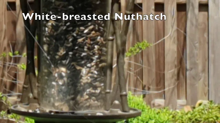 ANP Nature Connections: Backyard Birds