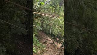 3 Min Bamboo Forest Meditation