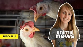 How avian flu does (and doesn’t) impact Canadians | CBC Kids News