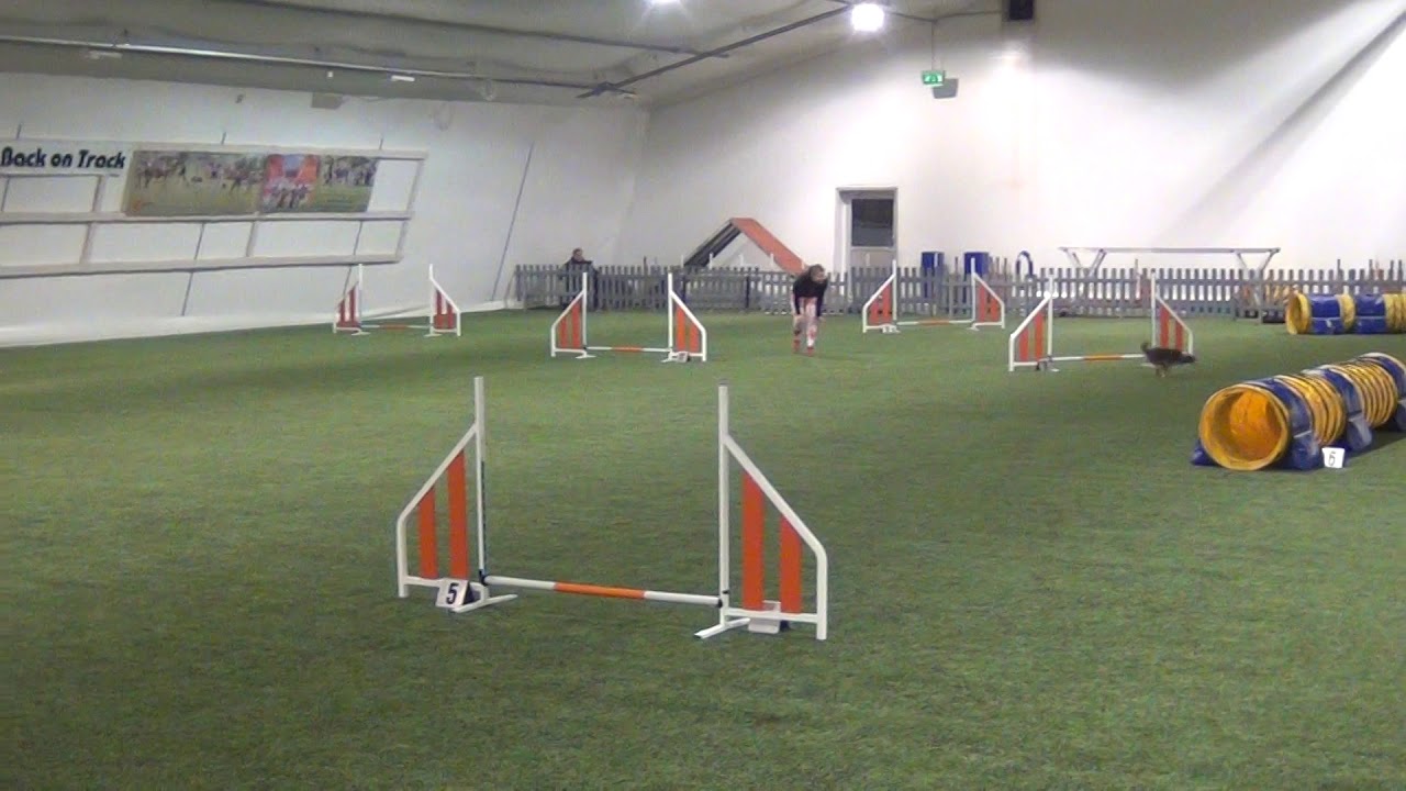 Vekara Agility Pieni Amerikanpaimenkoira Qila YouTube vekara-agility-pieni-amerikanpaimenkoira-qila-youtube