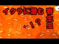 【閲覧注意】釣ったサケのイクラにいる寄生虫を数えたら…