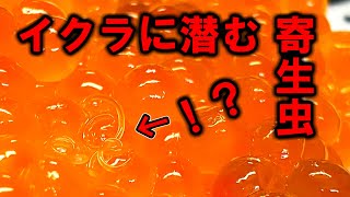 【閲覧注意】釣ったサケのイクラにいる寄生虫を数えたら…