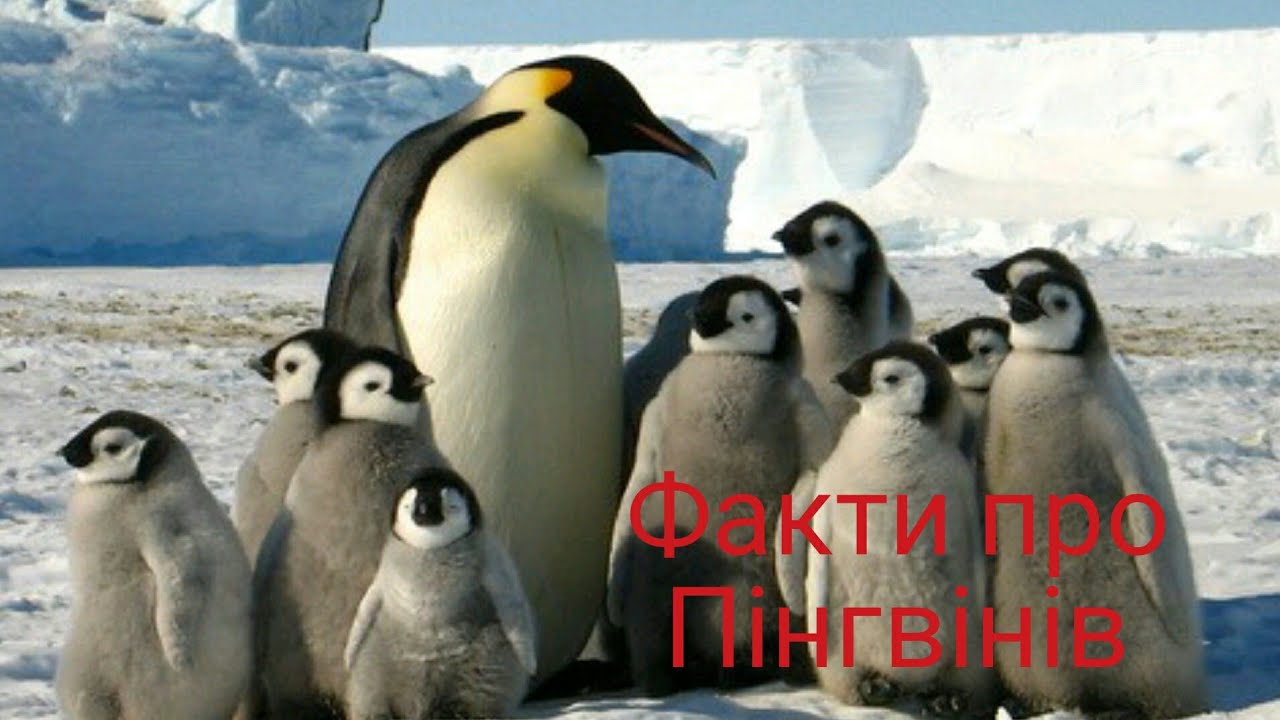 Животные Антарктиды Фото С Названиями
