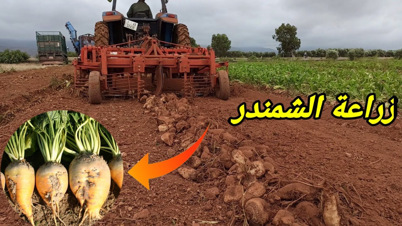 تعرف على إنتاج زراعة شمندر السكري في منطقة الشرق بركان culture de la betterave sucrière au maroc