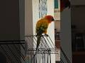 Dancing Parrot