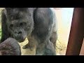 シャバーニ家族 460 Shabani family gorilla