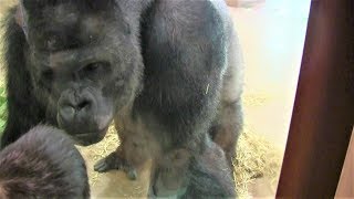 シャバーニ家族 460 Shabani family gorilla