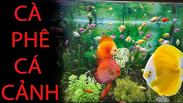 QUÁN CÀ PHÊ CÁ CẢNH ĐẸP - SÀN CÁ CẢNH TV