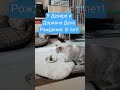 С Днём Рождения, Дезире!  Тайские кошки - это чудо! Funny Cats #shortsvideo