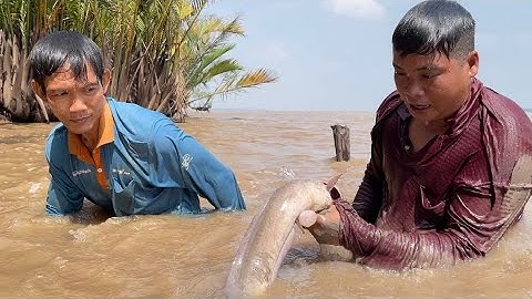 Đạp hang bắt cá ngát bằng tay về kho trái me non | Cù Lao Dung Vlogs #376