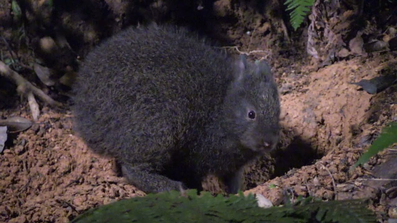 岸本ウラチ　アマミノクロウサギ 生きた化石・アマミノクロウサギに逢いに行こう （奄美大島