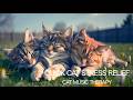 Stop Cat Anxiety Fast / Works In Minutes / Spring Vibes