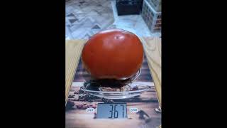 Высокоурожайный, вкусный и сладкий сорт томата Белорусское сердце от Татьяны Золотарёвой 2023 г.!!!