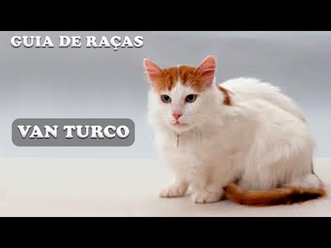 Vídeo: Van Turca: Foto De Um Gato, Descrição Da Raça, Caráter E Hábitos, Comentários Do Proprietário, Escolha De Um Gatinho De Van