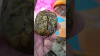 River Leech  Holyyour Phone Has Such Good Quality shorts river leech