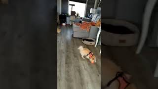 The Best Of New Shorts S Portmaitlanddolly - Best Shorts S 2023. Resimi