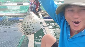 Hướng dẫn cách câu cá nâu (cá hói )và bí quyết cách kẹp mồi (tập 129 )