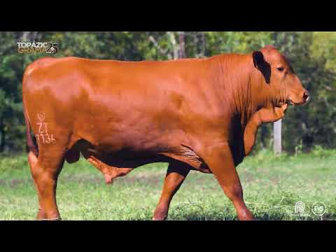 LOTE 36 - ZT 7136