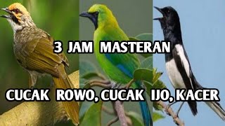 3 Jam Masteran Burung Cucak Rowo, Cucak Ijo, Kacer