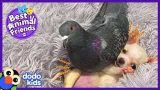 This Pigeon Loves To Sit On A Puppy! | Best Animal Friends | Dodo Kids