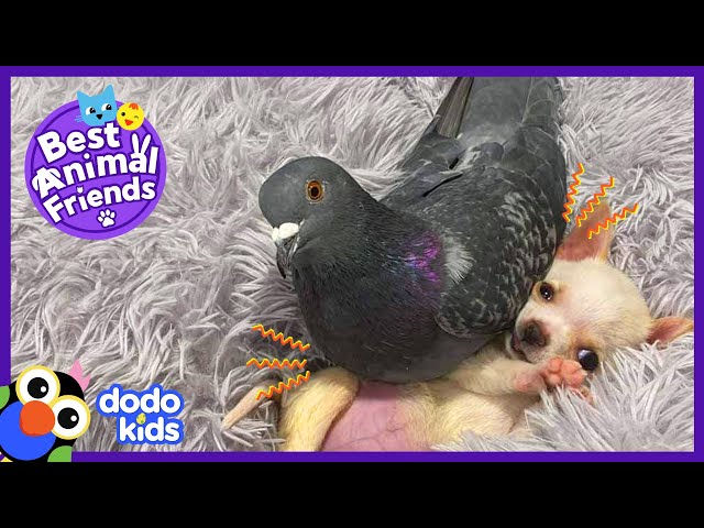 This Pigeon Loves To Sit On A Puppy!, Best Animal Friends