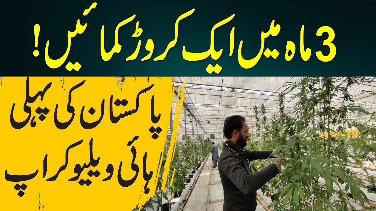 صرف 3 ماہ میں ایک کروڑ آمدنی صرف یہ فصل دے سکتی ہے