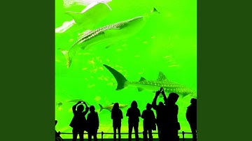 Pulsating Moods for Peaceful and Calm