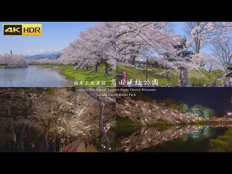 Takada Castle Cherry Blossoms & Night Sakura Illumination | Japan 4K HDR