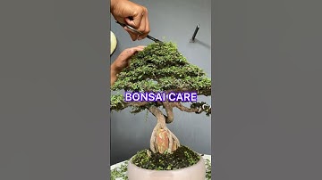 CARING FOR BONSAI TREES