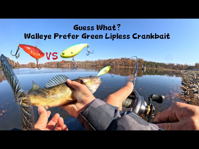 Guess What？Walleye Prefer Green Lipless Crankbait ·Burke Lake