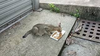 stray cat,tom cat eat food 2