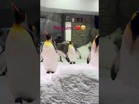 #skidubai #malloftheemirates #ytshorts #dubai #peguins #snow #lovelove #burjkhalifa #travel #trend