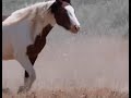 Wild Horses Of Native American Descent