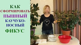 видео: ФОРМИРУЕМ ПЫШНЫЙ КУСТ КАУЧУКОНОСНОГО ФИКУСА. картинка: ФОРМИРУЕМ ПЫШНЫЙ КУСТ КАУЧУКОНОСНОГО ФИКУСА.