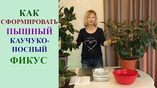 ФОРМИРУЕМ ПЫШНЫЙ КУСТ КАУЧУКОНОСНОГО ФИКУСА.