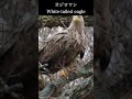 Two White-tailed Eagles | Japanese Wild Birds #japan #nature #wildbirds
