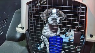 Shelter dogs and cats from Maui arrive in Bay Area looking for homes