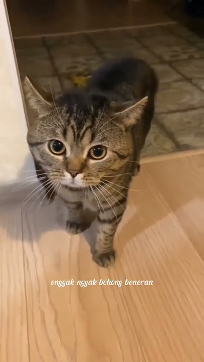 Kucing bisa ngomong #kucing #shorts #cute