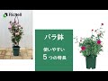 バラ鉢｜使いやすい5つの特長【リッチェル公式 園芸用品】