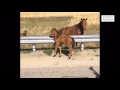 Man Returns Lost Baby Horse To Its Mom… How beautiful!