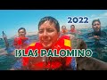 Nadé con 1000 lobos marinos en la Islas Palominos 2022 // Palomino Islands - Hasta vomité 🤢🤮
