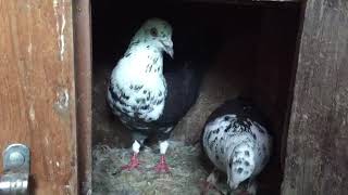 high flying pigeons budapest high flyers pigeons for sale