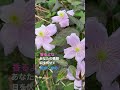 #大貫妙子#突然の贈り物 #japanesesong