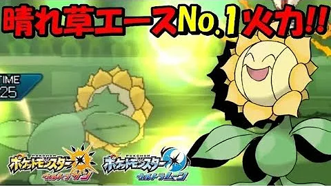 キマワリ